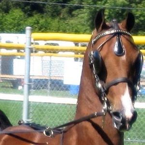 Meet your Posher, Debbie